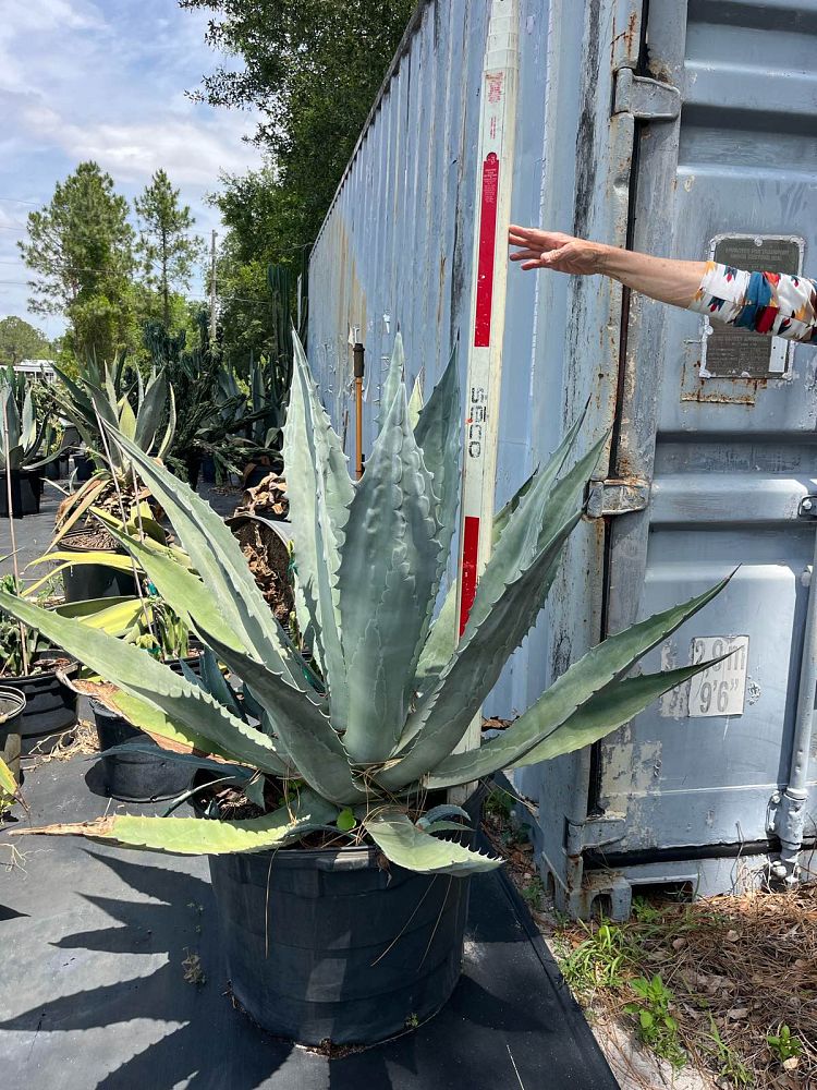 agave
