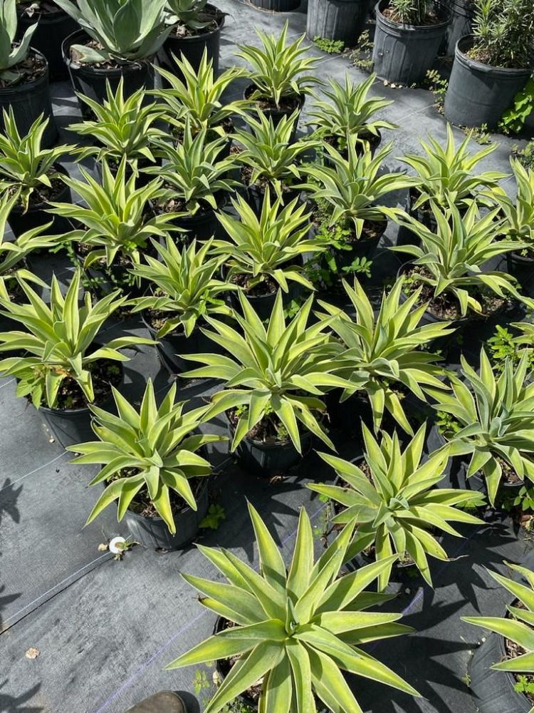 agave