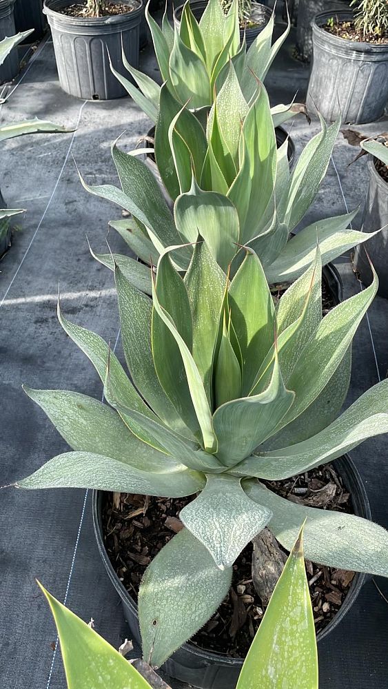 agave