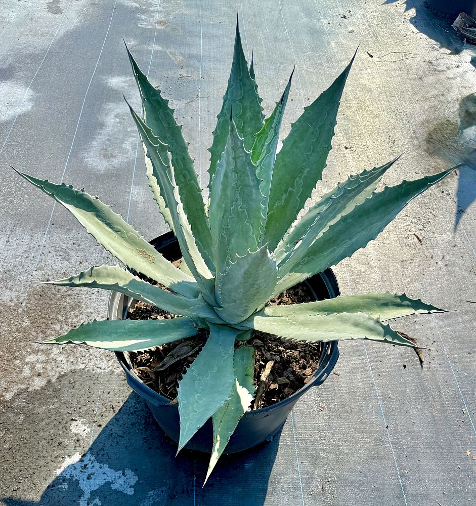 agave