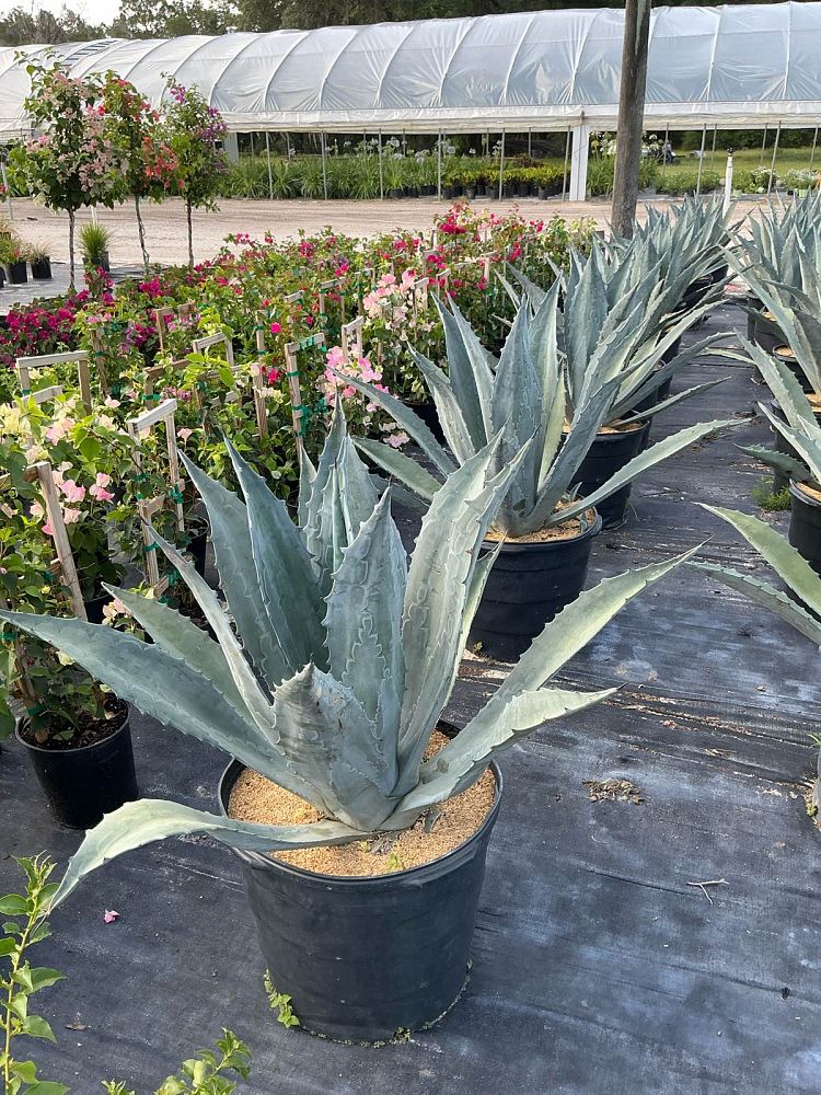 agave