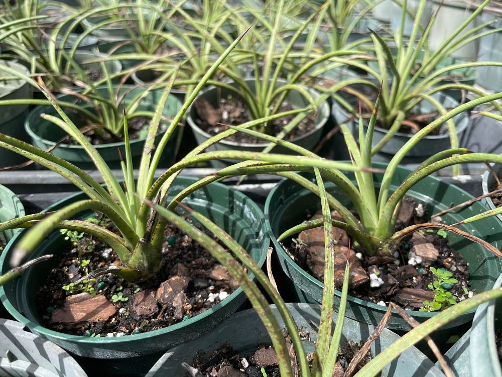 agave-stricta-needle-leaf-agave-hedgehog-agave-rabo-de-leon-agave-echinoides