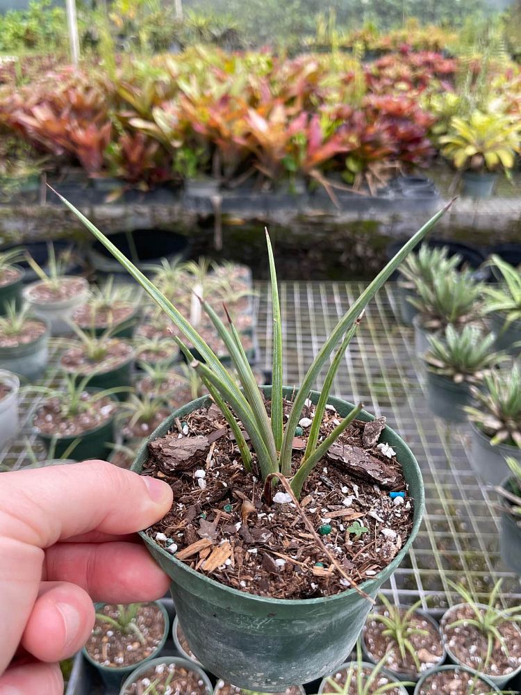 agave-stricta-needle-leaf-agave-hedgehog-agave-rabo-de-leon-agave-echinoides