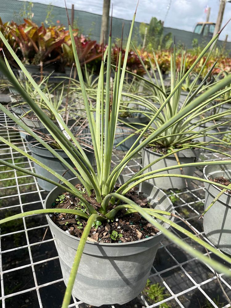 agave-stricta-needle-leaf-agave-hedgehog-agave-rabo-de-leon-agave-echinoides