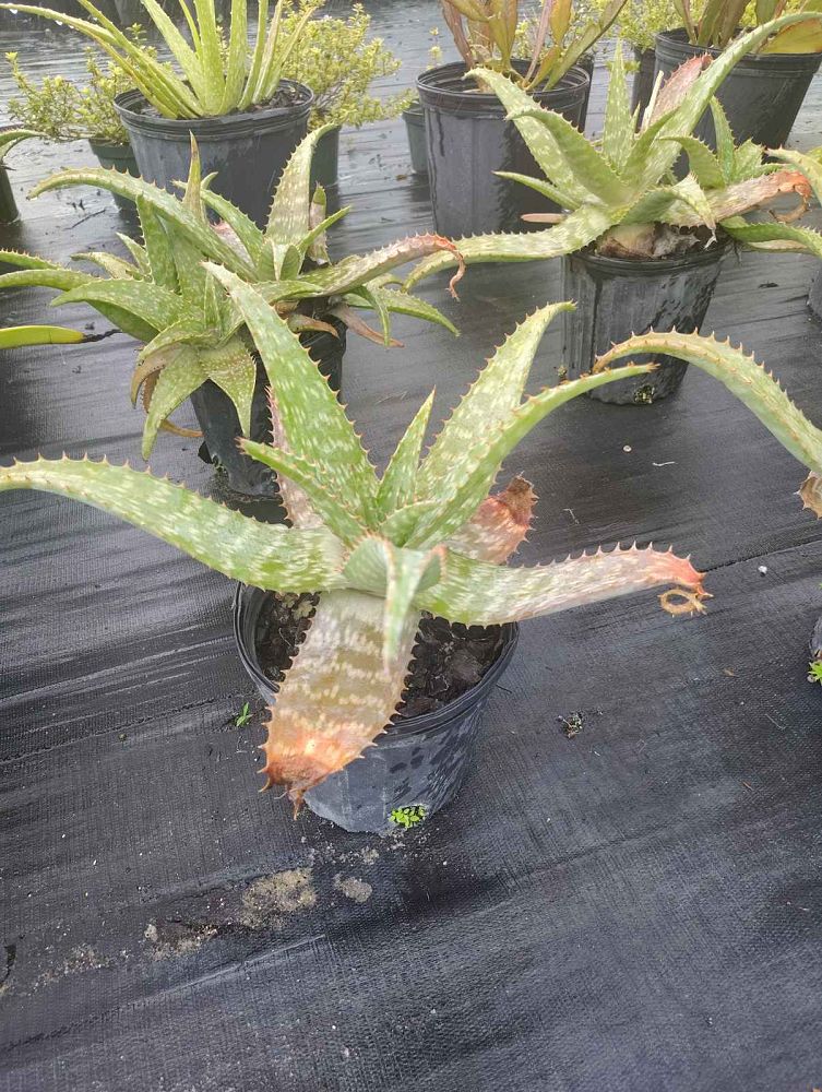 agave-stricta-needle-leaf-agave-hedgehog-agave-rabo-de-leon-agave-echinoides