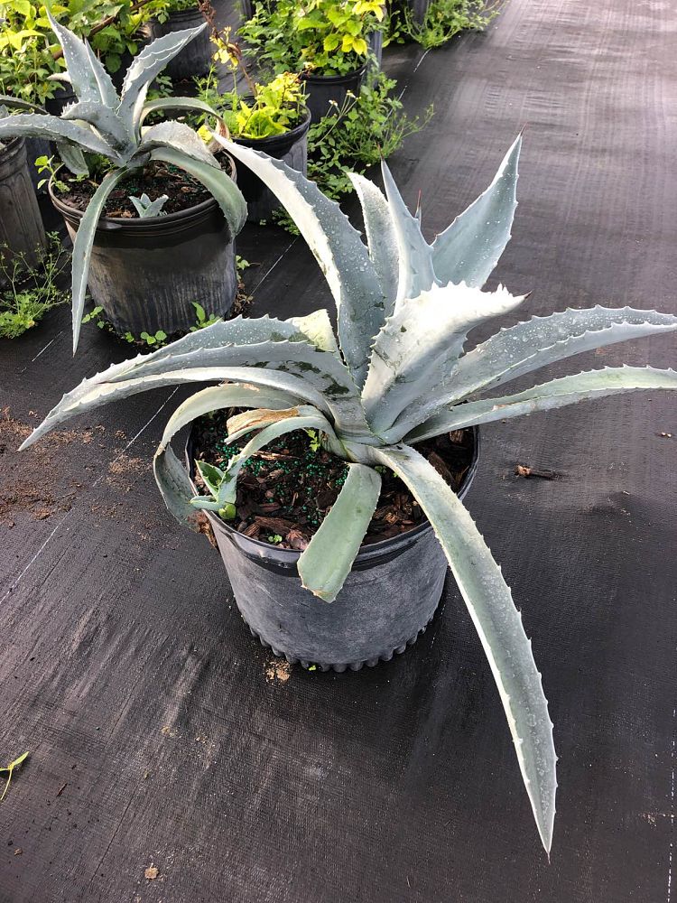 agave-tequila