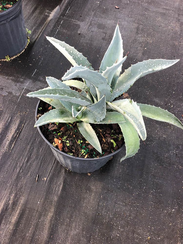 agave-tequila