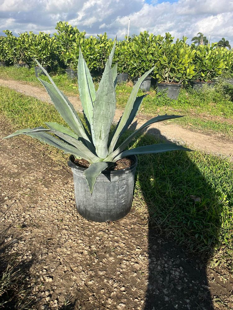 agave-tequila