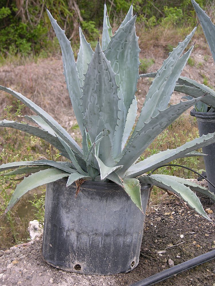 agave-tequilana-blue-agave