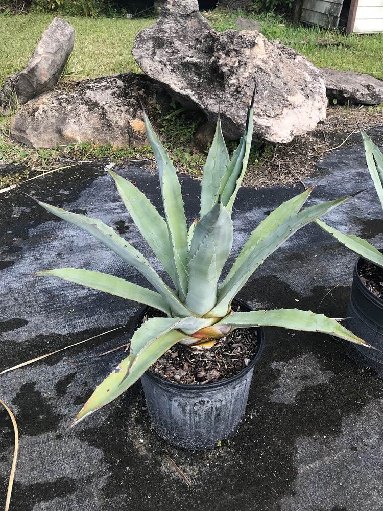agave-tequilana-blue-agave