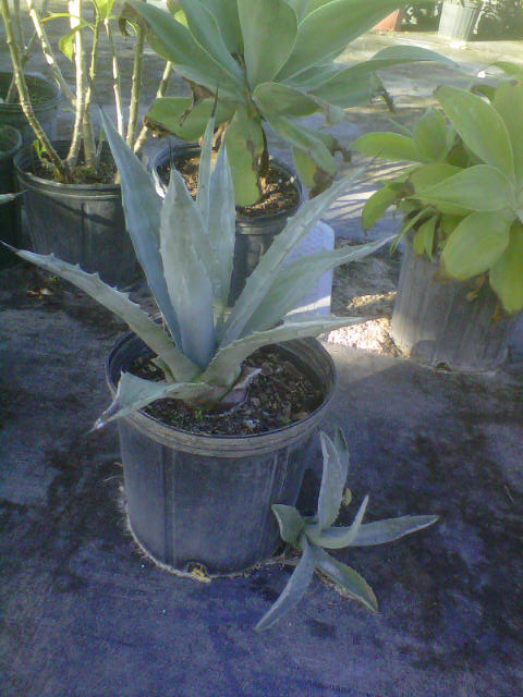 agave-tequilana-blue-agave