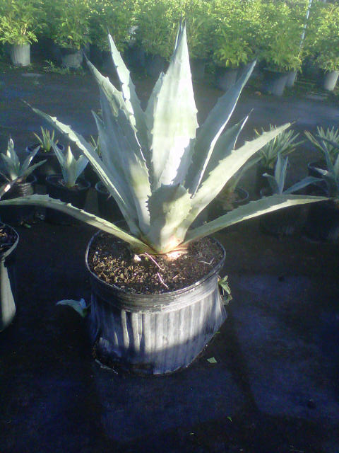 agave-tequilana-blue-agave