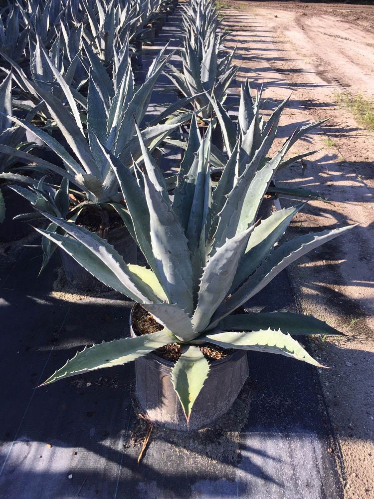 agave-tequilana-blue-agave
