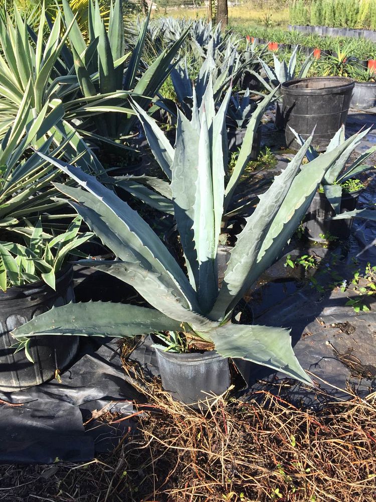 agave-tequilana-blue-agave