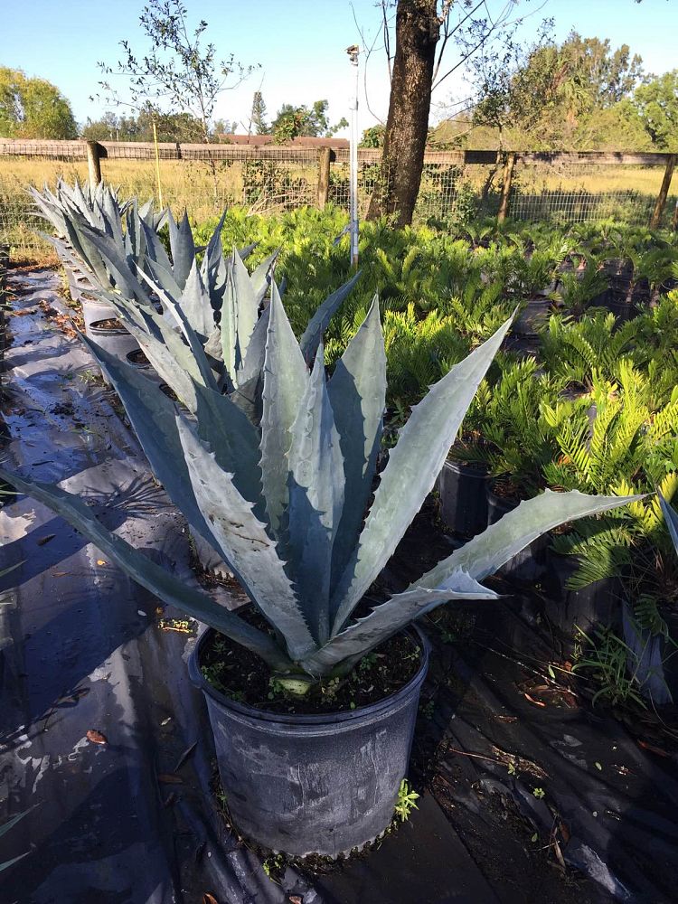 agave-tequilana-blue-agave