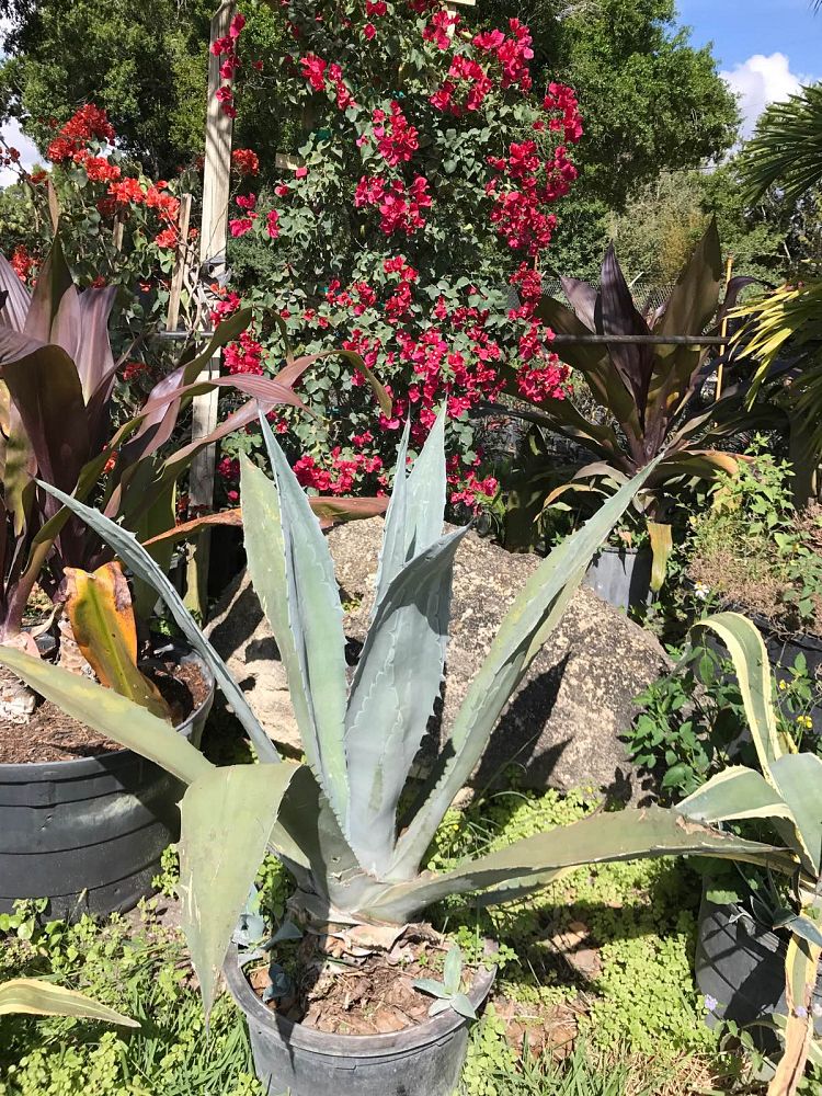 agave-tequilana-blue-agave