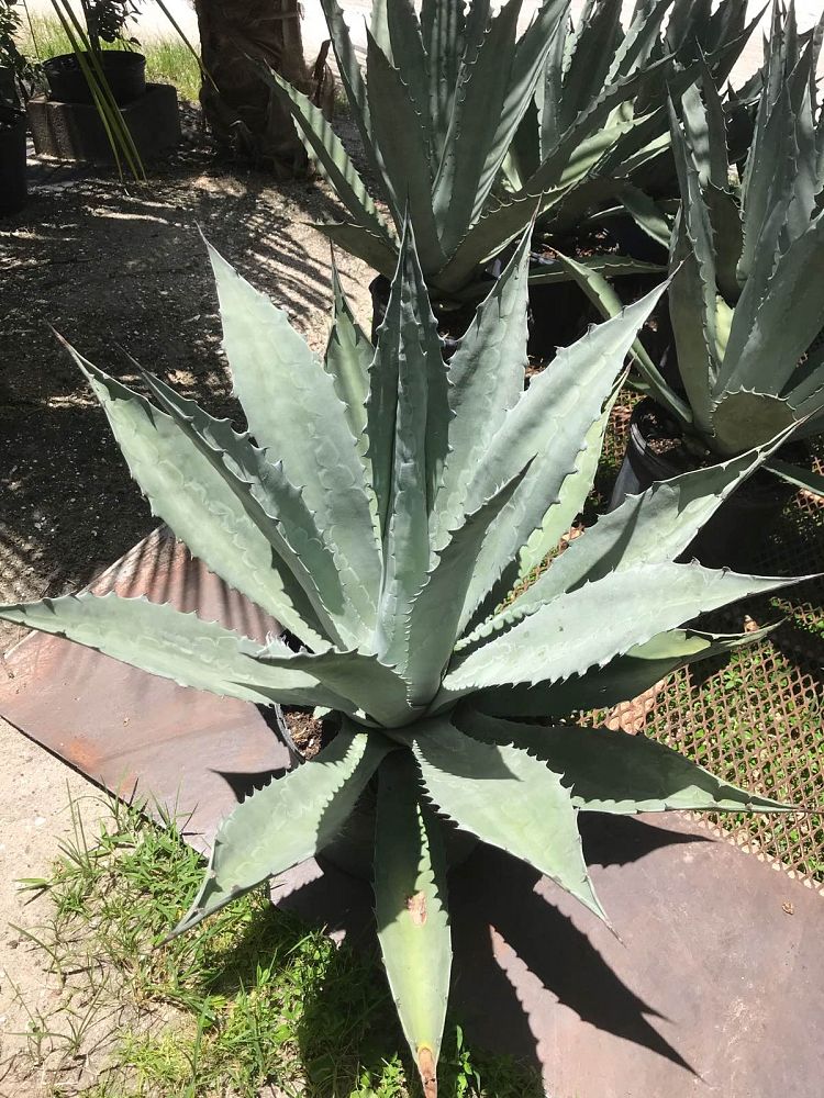 agave-tequilana-blue-agave