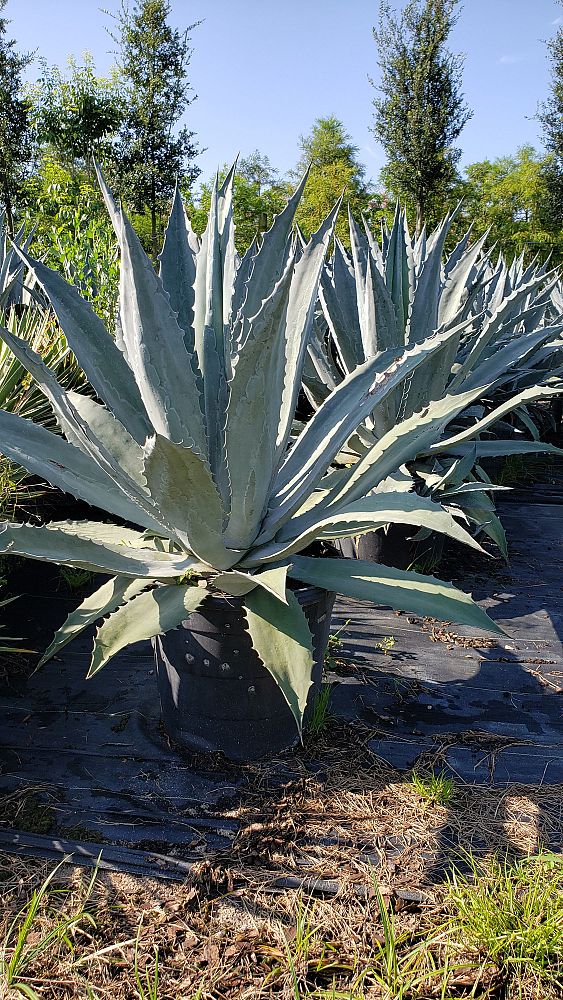 agave-tequilana-blue-agave