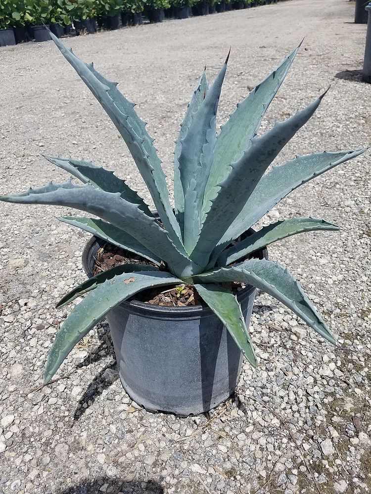 agave-tequilana-blue-agave