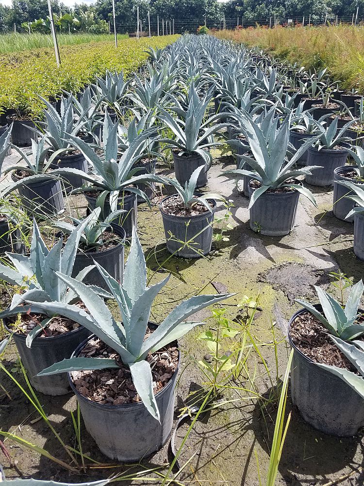 agave-tequilana-blue-agave