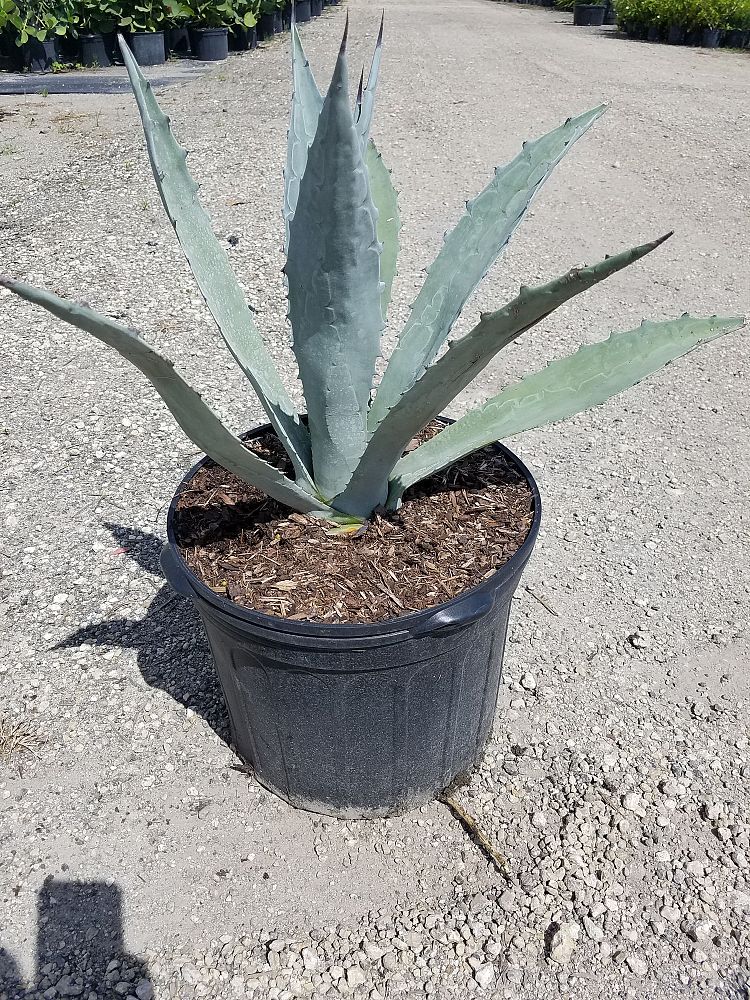 agave-tequilana-blue-agave
