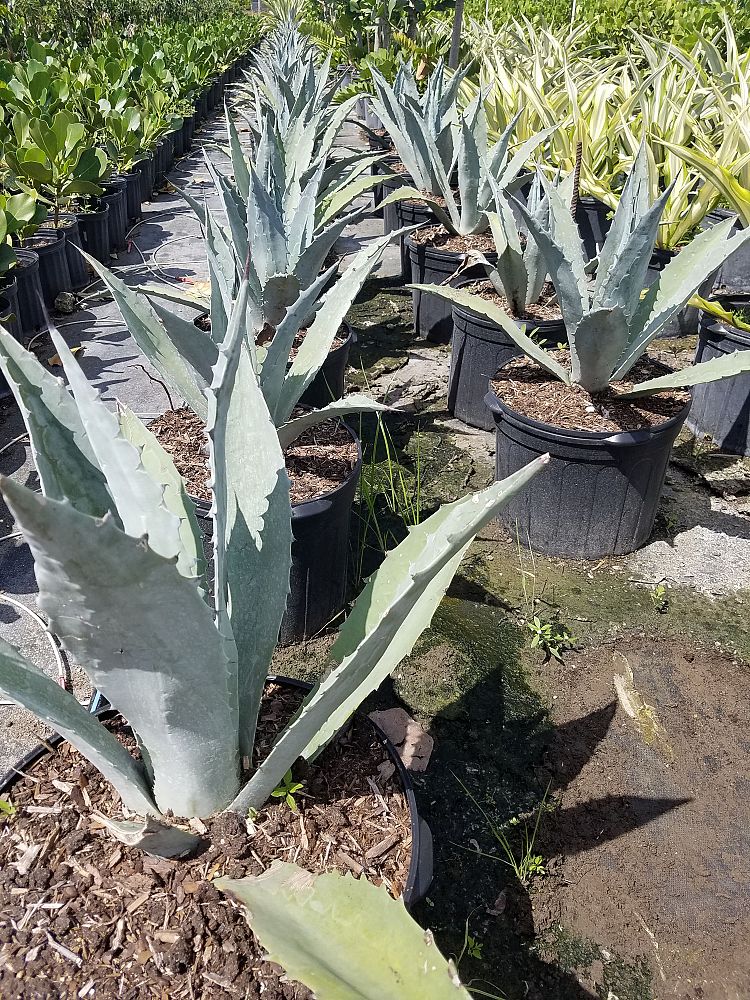 agave-tequilana-blue-agave