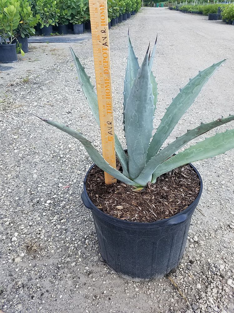 agave-tequilana-blue-agave