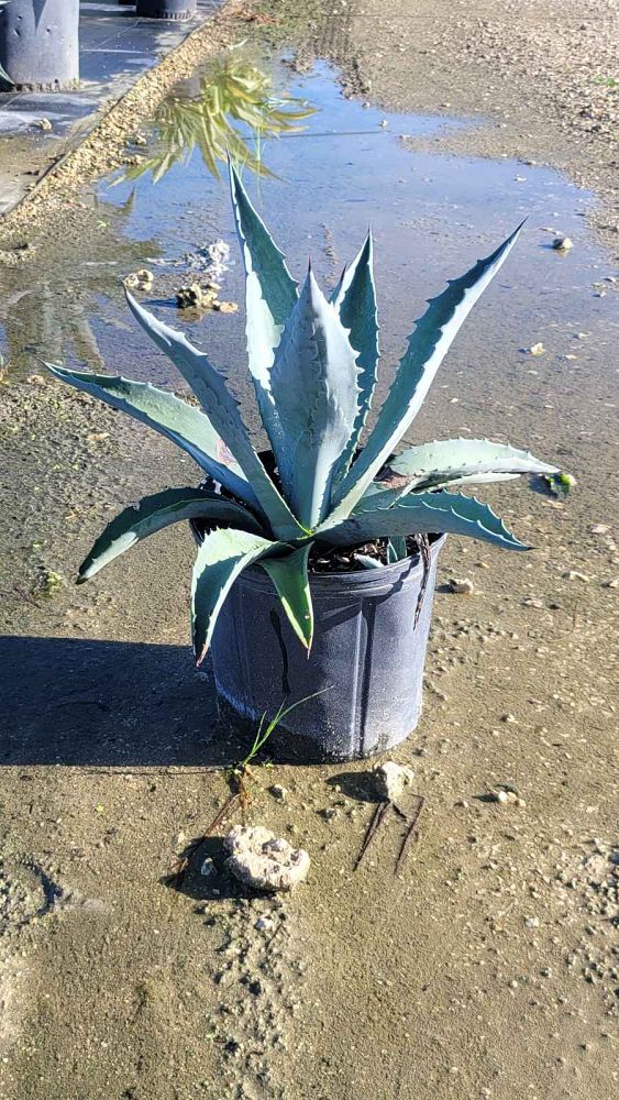 agave-tequilana-blue-agave