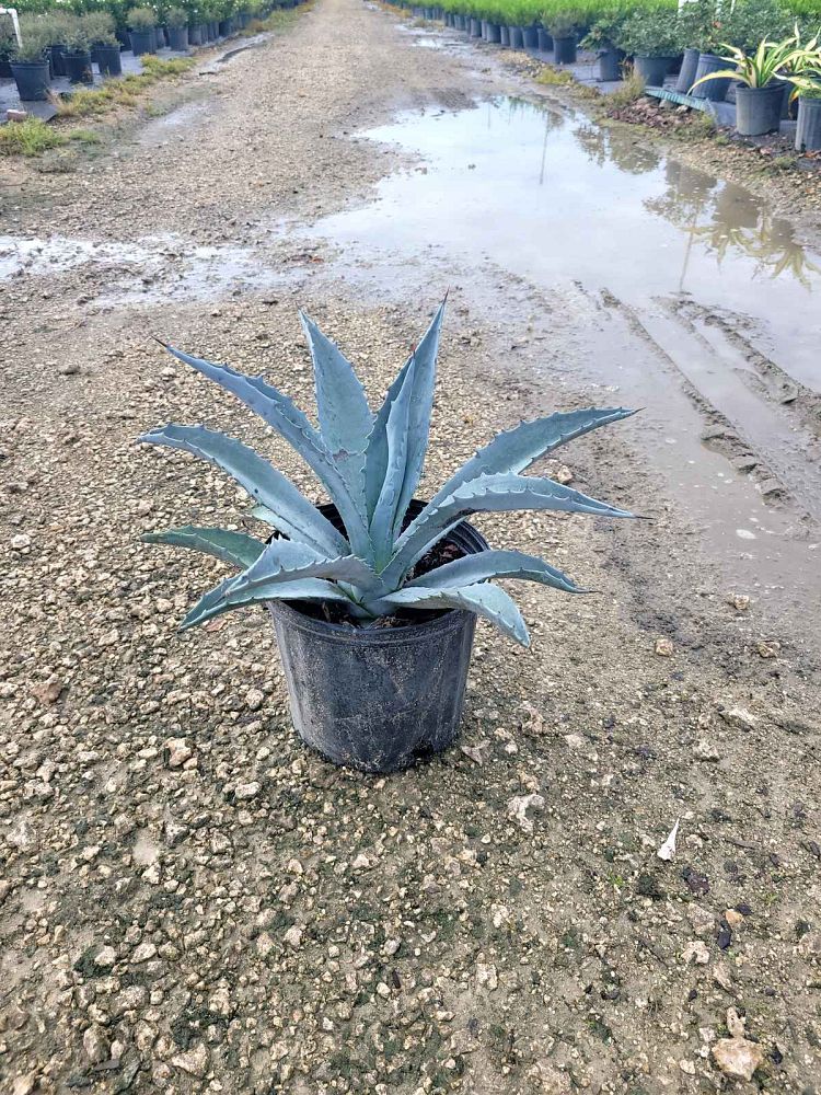 agave-tequilana-blue-agave