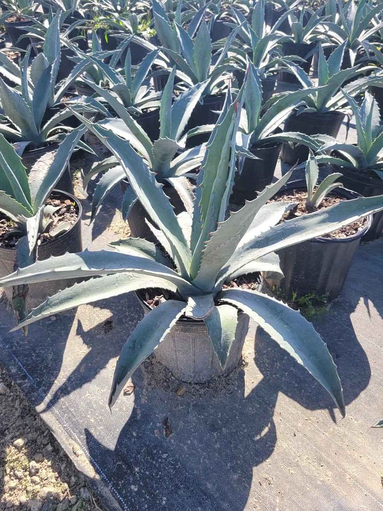 agave-tequilana-blue-agave