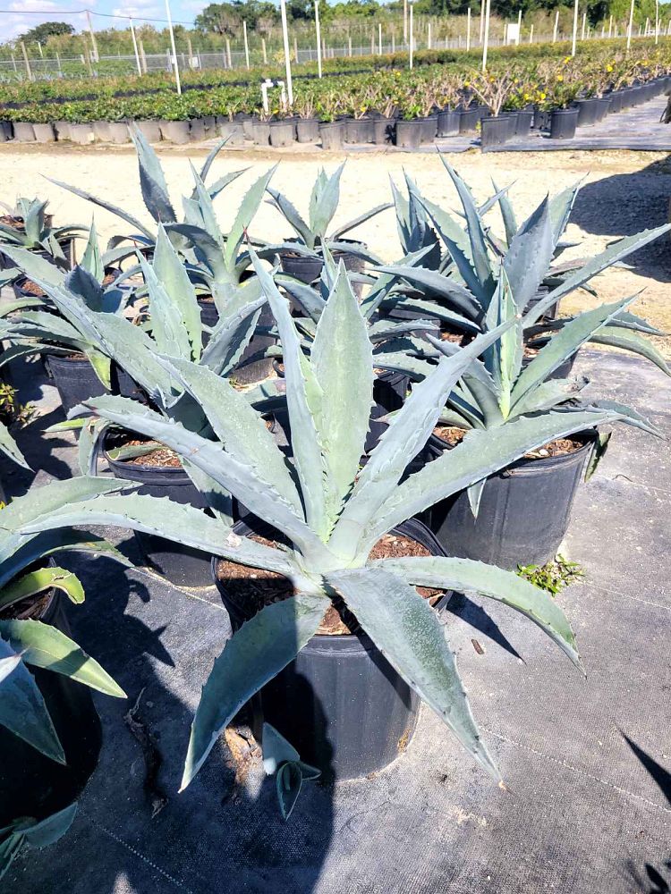 agave-tequilana-blue-agave
