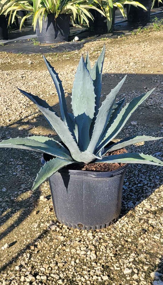 agave-tequilana-blue-agave