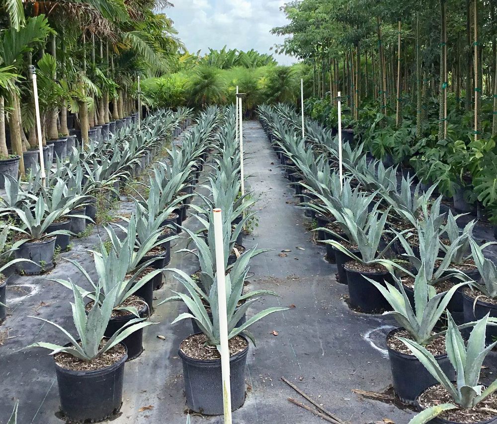 agave-tequilana-blue-agave