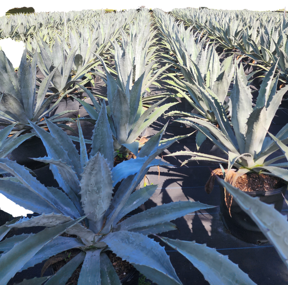 agave-tequilana-blue-agave