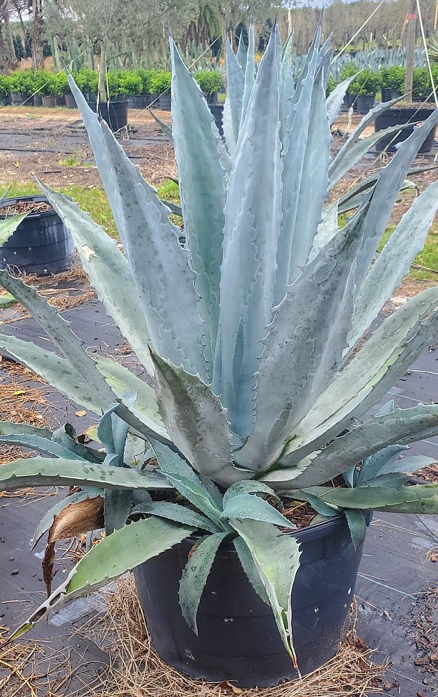 agave-tequilana-blue-agave