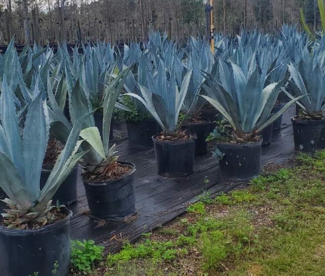 agave-tequilana-blue-agave