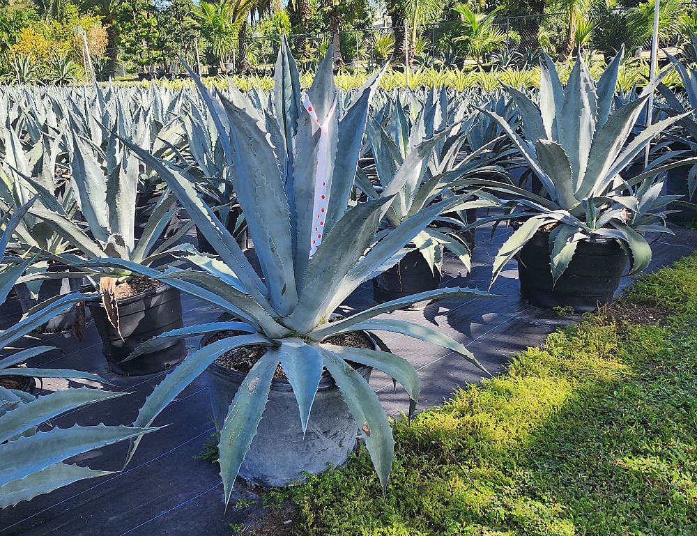 agave-tequilana-blue-agave