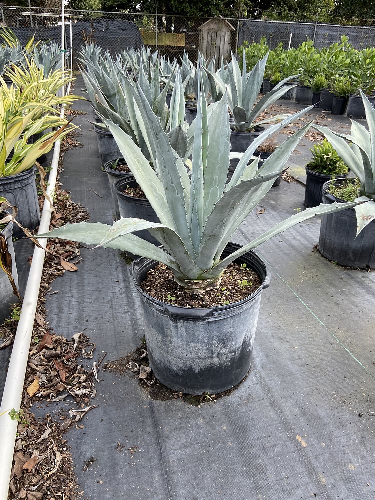 agave-tequilana-blue-agave