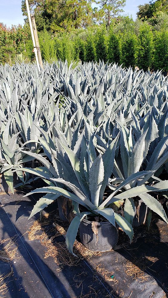 agave-tequilana-blue-agave