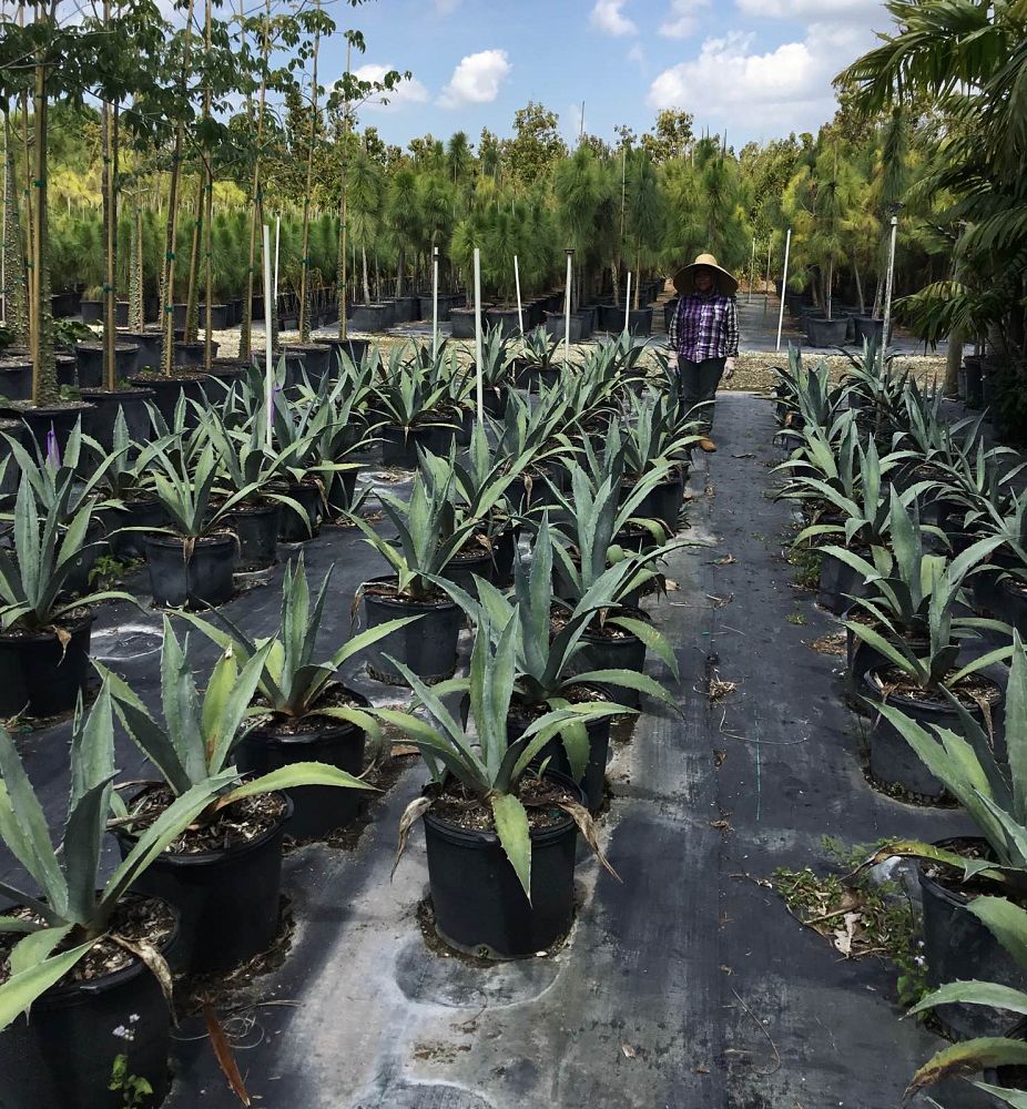 agave-tequilana-blue-agave