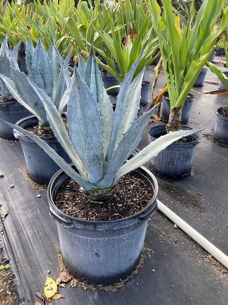 agave-tequilana-blue-agave