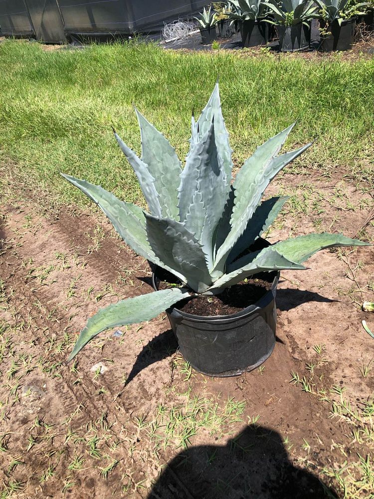 agave-tequilana-blue-agave