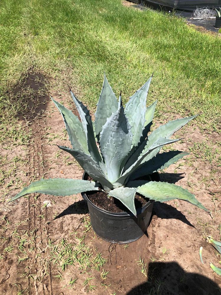 agave-tequilana-blue-agave