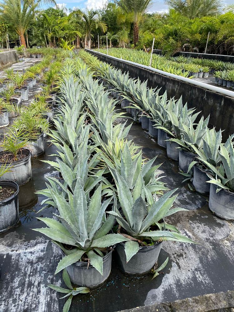 agave-tequilana-blue-agave