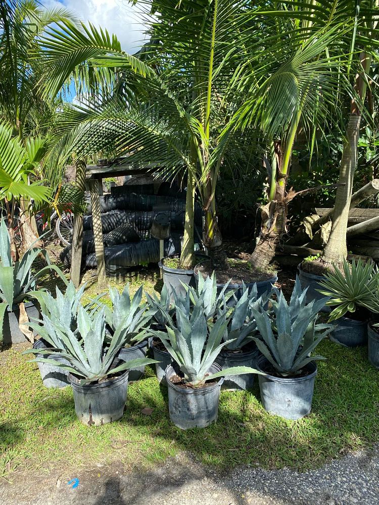 agave-tequilana-blue-agave