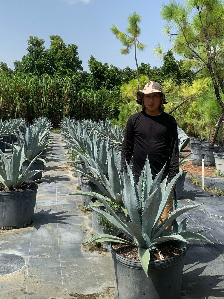 agave-tequilana-blue-agave