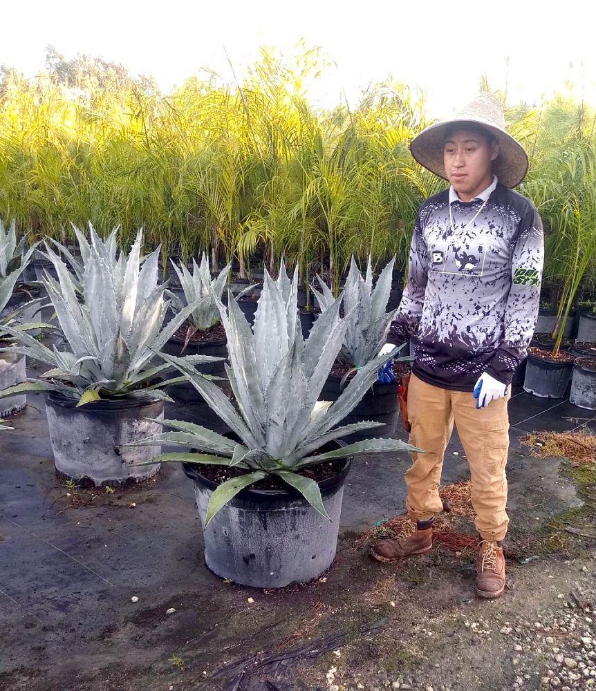 agave-tequilana-blue-agave