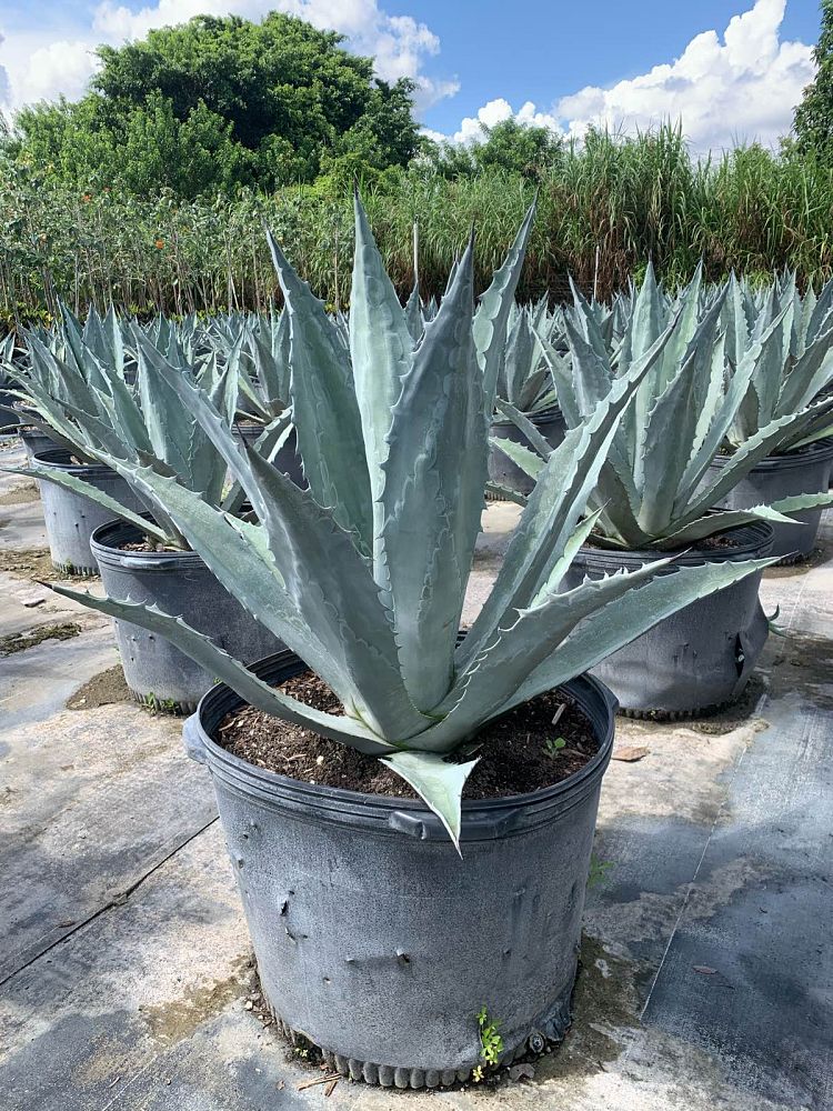 agave-tequilana-blue-agave