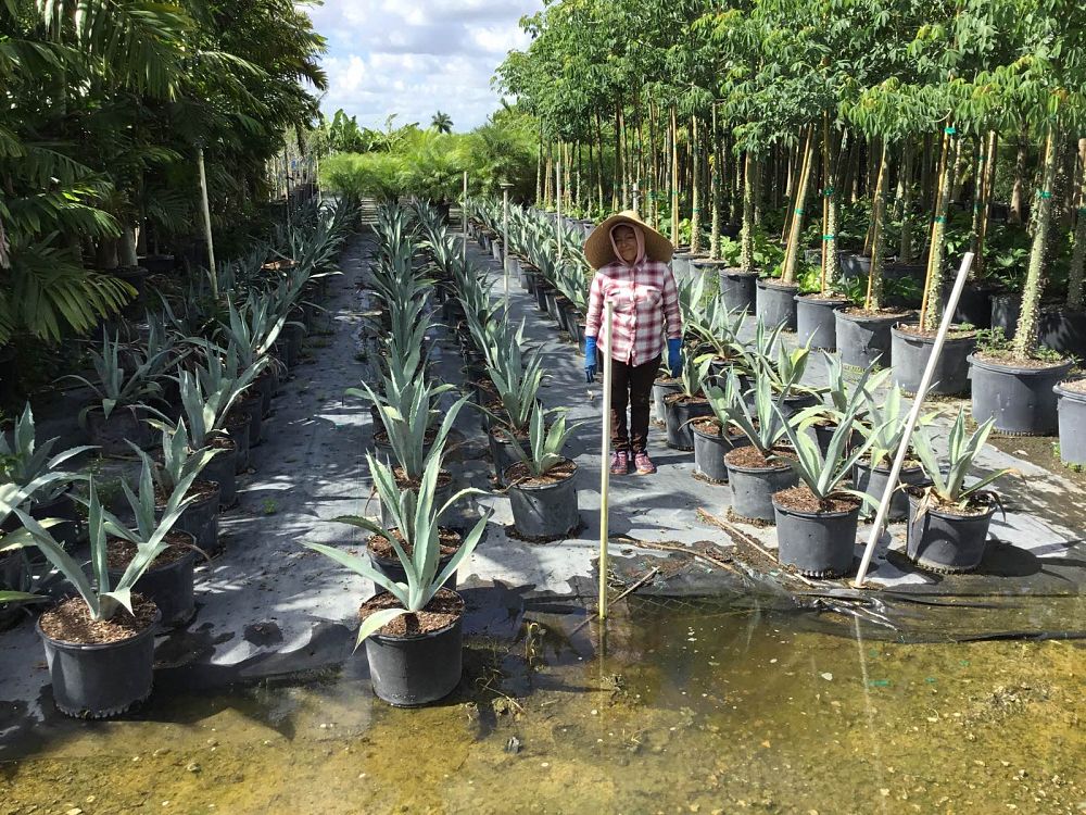 agave-tequilana-blue-agave