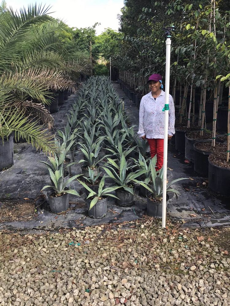 agave-tequilana-blue-agave